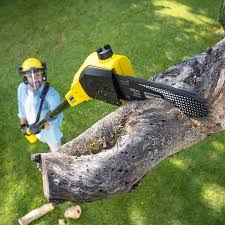 Best Landscape Design and Installation  in Escobares, TX