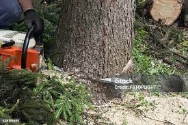Best Tree and Shrub Care  in Escobares, TX