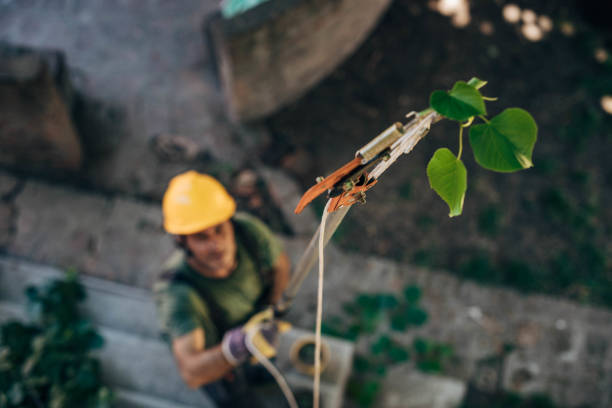 How Our Tree Care Process Works  in  Escobares, TX